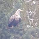 Orel mořský (<i>Haliaeetus albicilla</i>), Veselský rybník, 12.5.2016, foto Vojtěch Kodet