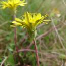 Pampeliška červenoplodá (<i>Taraxacum erythrospermum</i>), PR Kozének [TR], 2.5.2013, foto Josef Komárek