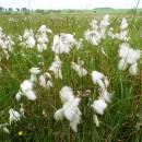 Suchopýr úzkolistý (<i>Eriophorum angustifolium</i>), PR V Lisovech, 10.6.2015, foto Vojtěch Kodet