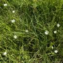 Ptačinec bahenní (<i>Stellaria palustris</i>), PR Opatovské zákopy [TR], 17.6.2013, foto Libor Ekrt