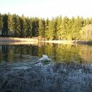 Labuť