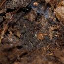 Vajíčka svinule (<i>Glomeris</i> sp.), zřícenina hradu Holoubek, Staré duby, 24.6.2015, foto Karel Tajovský