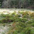 PR Rašeliniště Loučky obývá populace ohroženého tyrfofila mravence rašelinného (<i>Formica picea</i>), foto Pavel Bezděčka.