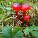 Voskovka (<i>Hygrocybe</i>), PR Chvojnov, 30.9.2015, foto Vojtěch Kodet
