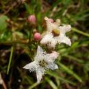 Vachta trojlistá (<i>Menyanthes trifoliata</i>), PR Rašeliniště Loučky, 4.9.2014, foto Vojtěch Kodet