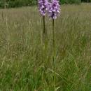 Prstnatec Fuchsův (<i>Dactylorhiza fuchsii</i>), Vojnův Městec, PP Suché kopce [ZR], 12.6.2014, foto Luděk Čech