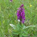 Prstnatec májový (<i>Dactylorhiza majalis</i>), Olešský rybník, 14.5.2010, foto Vojtěch Kodet
