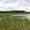 Olešský rybník, 7.7.2009, foto Vojtěch Kodet
