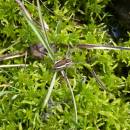 Lovčík vodní (<i>Dolomedes fimbriatus</i>), rašeliniště Pod Trojanem, 4.5.2006, foto Vojtěch Kodet