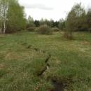 U Farského lesa, 4.5.2013, foto Vojtěch Kodet