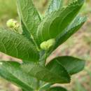 Bažanka vejčitá (<i>Mercurialis ovata</i>), PR Dukovanský mlýn [TR], 18.6.2008, foto Josef Komárek
