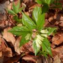 Kyčelnice devítilistá (<i>Dentaria enneaphyllos</i>), NPR Velký Špičák, 21.4.2013, foto Vojtěch Kodet