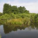Třeštický rybník, 15.7.2009, foto Vojtěch Kodet
