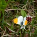Bělásek řeřichový (<i>Anthocharis cardamines</i>), U Farského lesa, 4.5.2013, foto Vojtěch Kodet