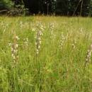 Kruštík bahenní (<i>Epipactis palustris</i>), PR Vílanecké rašeliniště [JI], 10.7.2014, foto Libor Ekrt