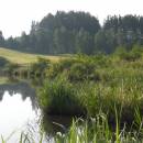 Třeštický rybník, 15.7.2009, foto Vojtěch Kodet