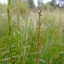 Bařička bahenní (<i>Triglochin palustre</i>), PR Nad Svitákem, 5.8.2016, foto Vojtěch Kodet