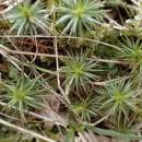Ploník jalovcový (<i>Polytrichum juniperinum</i>), PP Syenitové skály u Pocoucova, 8.4.2015, foto Svatava Kubešová
