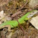 Ještěrka zelená (<i>Lacerta viridis</i>), PR Velká skála, 24.6.2015, foto Vojtěch Kodet