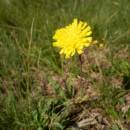 Jestřábník (<i>Hieracium</i>), U Šeredů, 3.7.2014, foto Vojtěch Kodet