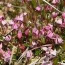 Klikva bahenní (<i>Vaccinium oxycoccos</i>), NPP Zhejral [JI], 13.6.2006, foto Luděk Čech