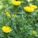 Oman srstnatý (<i>Inula hirta</i>), Šemíkovice, Knížecí seč [TR], 8.6.2016, foto Libor Ekrt