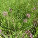 Kuklík potoční (<i>Geum rivale</i>), PR Rašeliniště Loučky, 7.6.2012, foto Vojtěch Kodet