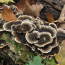 Outkovka pestrá (<i>Trametes versicolor</i>)