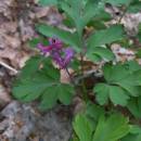Dymnivka dutá (<i>Corydalis cava</i>), PP Vysoký kámen u Smrčné, 3.5.2006, foto Vojtěch Kodet