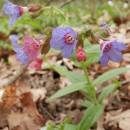 Plicník tmavý (<i>Pulmonaria obscura</i>), PR Habrová seč, 6.4.2014, foto Vojtěch Kodet