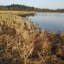Olešský rybník, 31.3.2017, foto Vojtěch Kodet