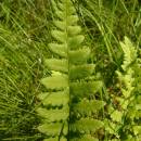 Kapraď hřebenitá (<i>Dryopteris cristata</i>), NPR Radostínské rašeliniště [ZR], 25.7.2016, foto Josef Komárek