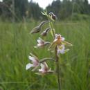 Kruštík bahenní (<i>Epipactis palustris</i>), PR Vílanecké rašeliniště, 1.7.2011, foto Vojtěch Kodet