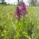 Prstnatec májový (<i>Dactylorhiza majalis</i>), PP Na Podlesích, 9.5.2012, foto Vojtěch Kodet