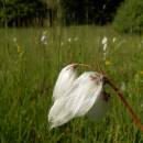 Suchopýr úzkolistý (<i>Eriophorum angustifolium</i>), U Šeredů, 3.7.2014, foto Vojtěch Kodet