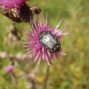 Zlatohlávek tmavý (<i>Oxythyrea funesta</i>), PP Hajnice, 17.8.2014, foto Vojtěch Kodet