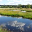 Mokřady Nad Chvojnovem [JI]