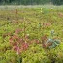 Rosnatka okrouhlolistá (<i>Drosera rotundifolia</i>), Pilný rybník, 31.7.2012, foto Vojtěch Kodet
