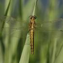 Vážka černořitná (<i>Orthetrum cancellatum</i>), ryb. Parný Mlýn, Krahulov, foto Václav Křivan