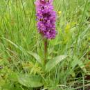 Prstnatec májový, rašeliniště Pod Trojanem, 29.5.2013, foto Vojtěch Kodet