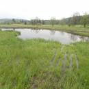 Mokřady Nad Chvojnovem [JI]
