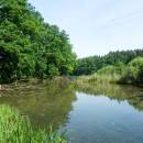 Jezdovický rybník, 10.6.2015, foto Vojtěch Kodet
