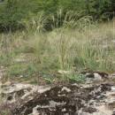 Kavyl vláskovitý (<i>Stipa capillata</i>), Šemíkovice, Knížecí seč [TR], 14.8.2016, foto Libor Ekrt