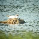 Racek chechtavý (<i>Chroicocephalus ridibundus</i>), ryb. Bor, 4.6.2014, foto Vojtěch Kodet