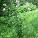 Večernice lesní pravá (<i>Hesperis sylvestris</i>), Plešice, Staré Duby [TR], 9.6.2010, foto Luděk Čech