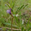 Vikev hrachorovitá (<i>Vicia lathyroides</i>), PP Kozének [TR], 24.4.2008, foto Josef Komárek