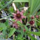 Zábělník bahenní (<i>Potentilla palustris</i>), ryb. Kachlička, 14.6.2016, foto Vojtěch Kodet