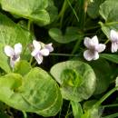 Violka bahenní (<i>Viola palustris</i>), PP Ještěnice, 19.5.2014, foto Vojtěch Kodet