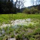 PR Jedlový les a údolí Rokytné, 20.4.2015, foto Vojtěch Kodet