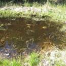 Hulišťata, 27.4.2012, foto Vojtěch Kodet